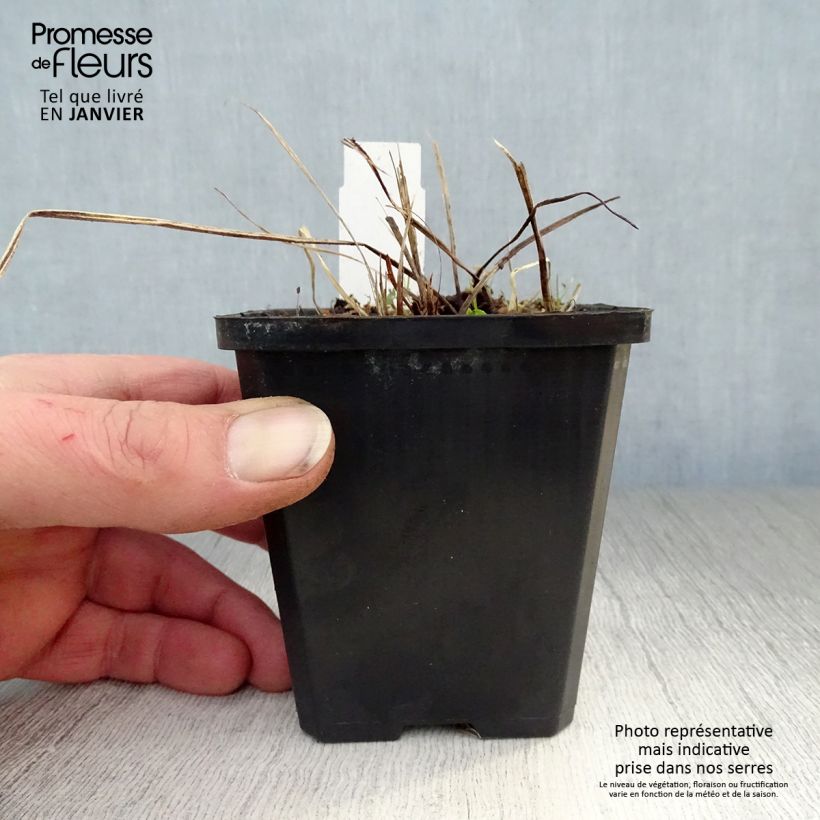 Geranium phaeum Samobor 8/9 cm pot sample as delivered in winter