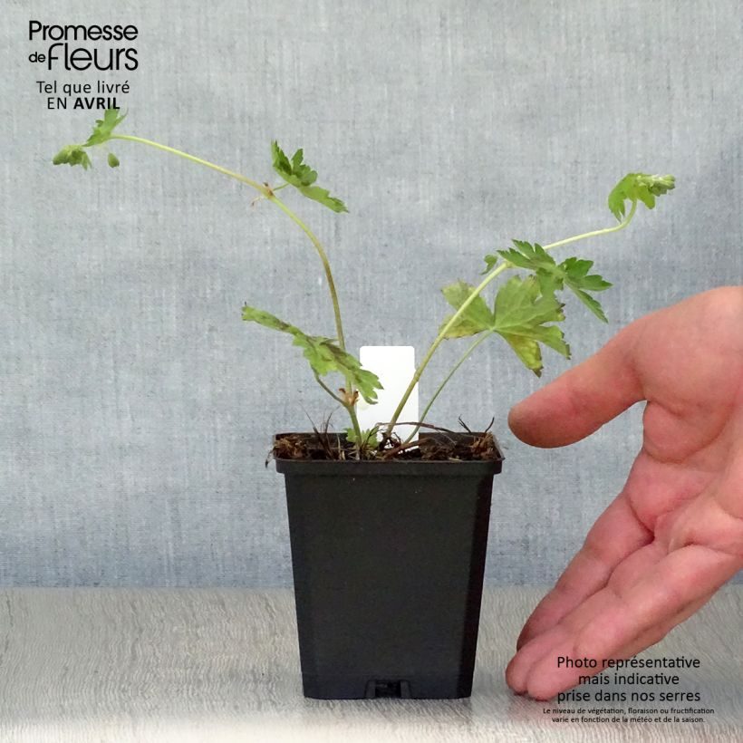 Geranium phaeum Samobor 8/9 cm pot sample as delivered in spring