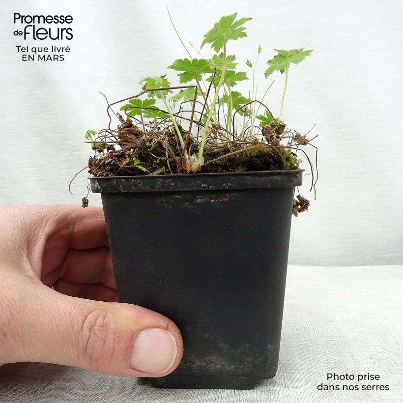 Geranium phaeum var lividum 8/9 cm pot sample as delivered in spring