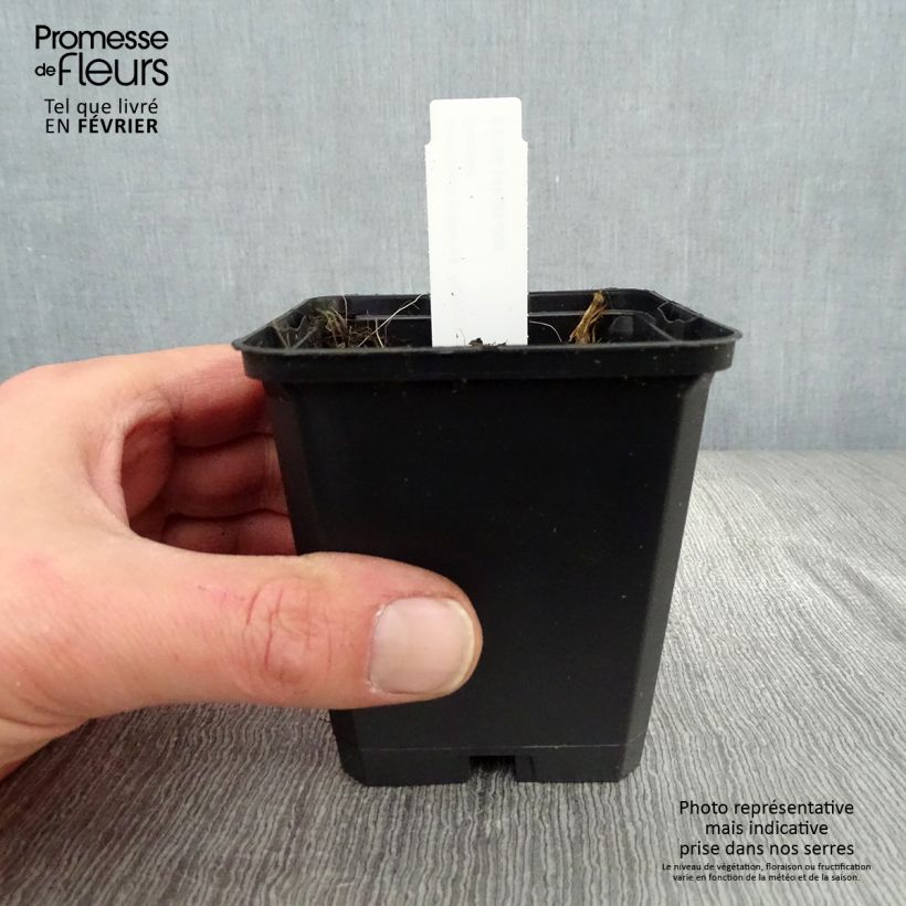 Geranium pratense Algera Double 8/9 cm pot sample as delivered in winter