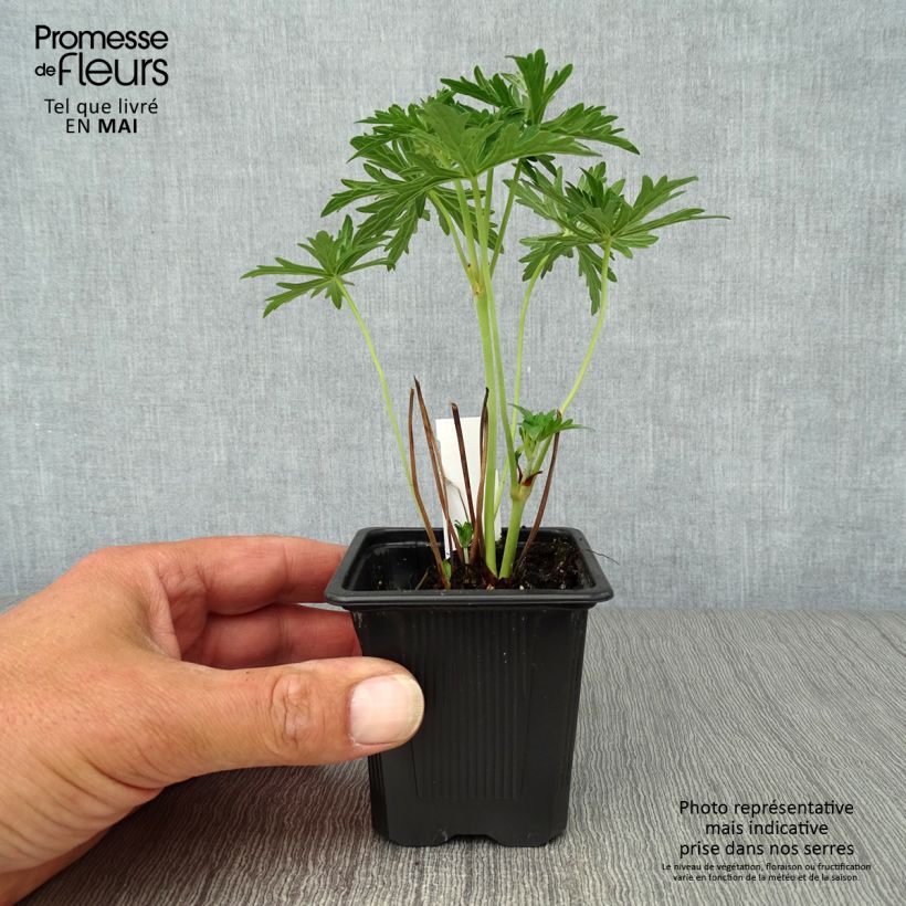 Geranium pratense Algera Double 8/9 cm pot sample as delivered in spring