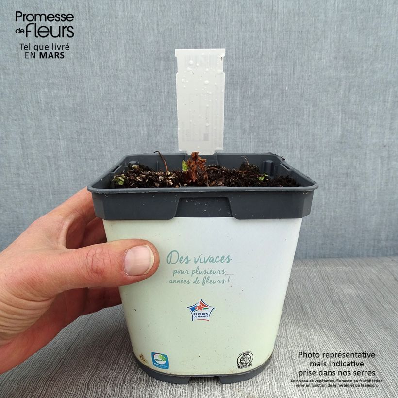 Geranium pratense Algera Double 2L/3L pot sample as delivered in winter