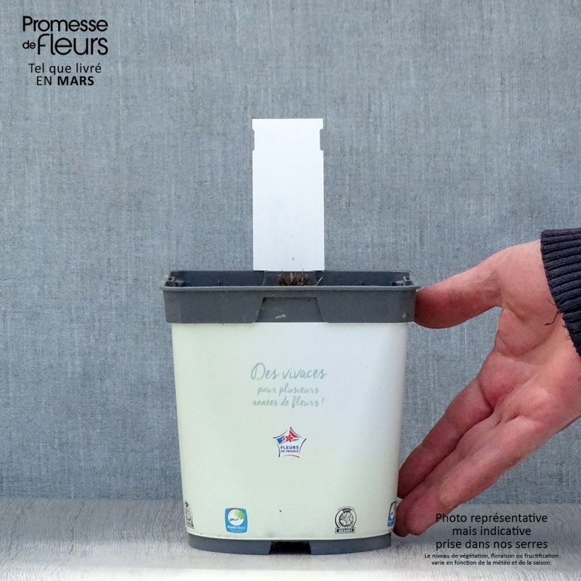 Geranium pratense Algera Double 2L/3L pot sample as delivered in spring