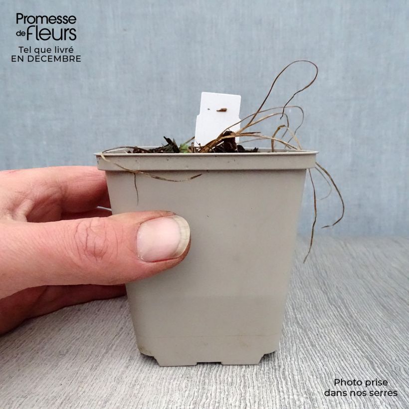 Geranium pratense Cloud Nine 8/9 cm pot sample as delivered in winter