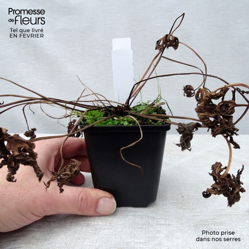 Geranium pratense f. albiflorum Galactic 8/9 cm pot sample as delivered in winter