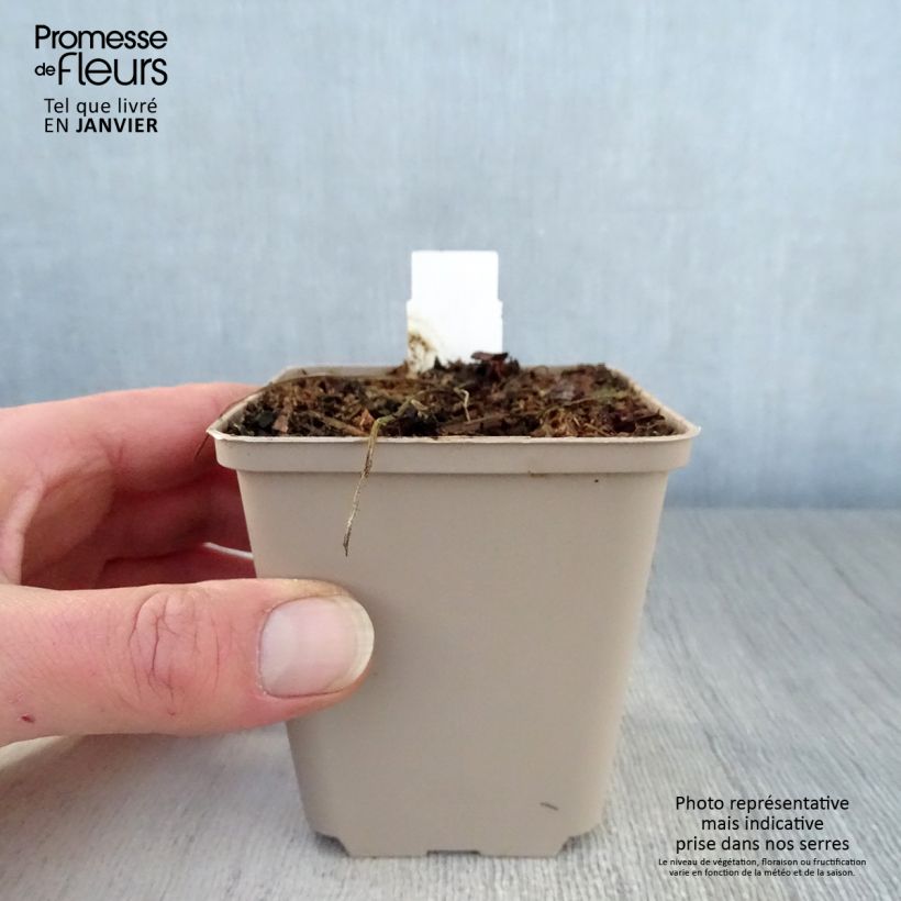 Geranium pratense Hocus Pocus 8/9 cm pot sample as delivered in winter