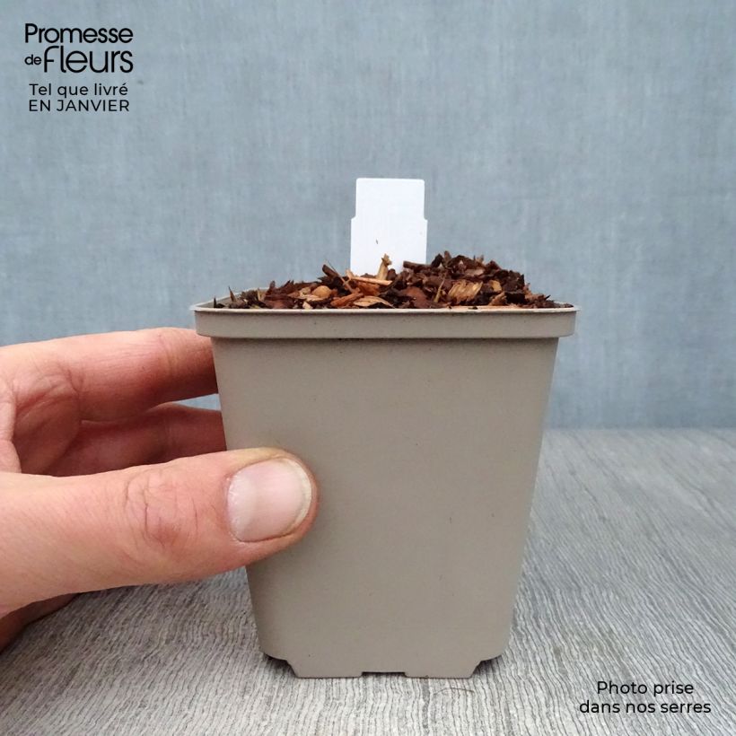 Geranium pratense Laura 8/9 cm pot sample as delivered in winter