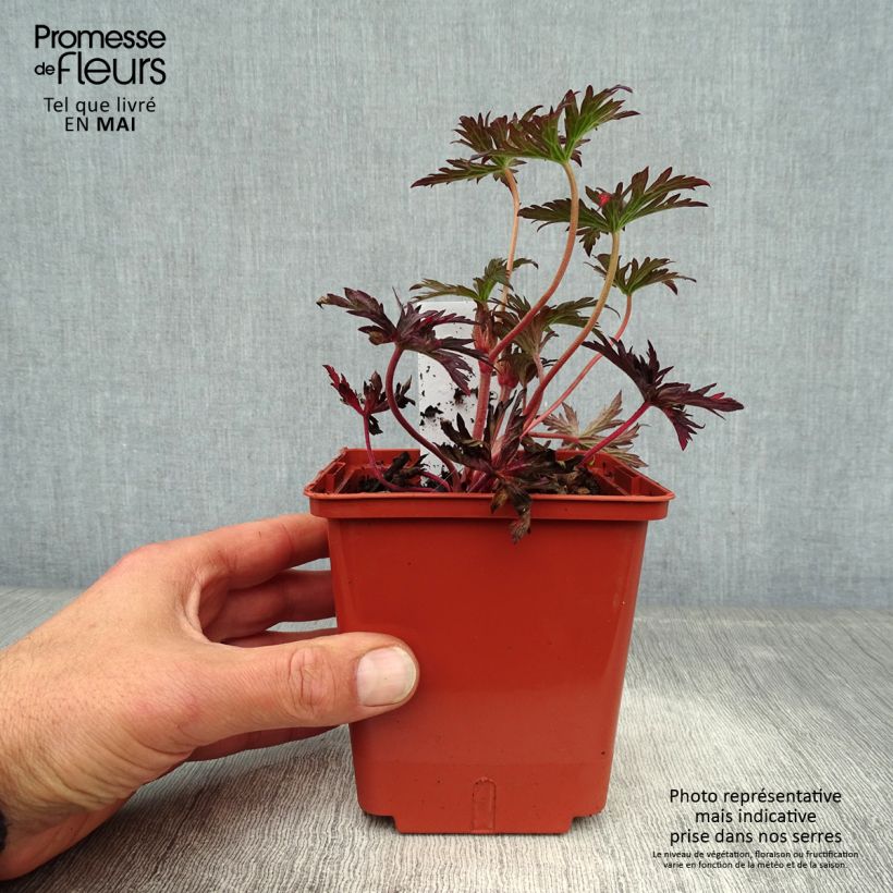 Geranium pratense Midnight Reiter 8/9 cm pot sample as delivered in spring