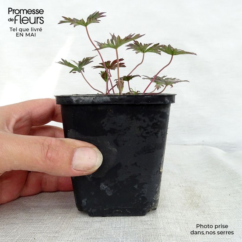 Geranium pratense New Dimensions 8/9 cm pot sample as delivered in spring