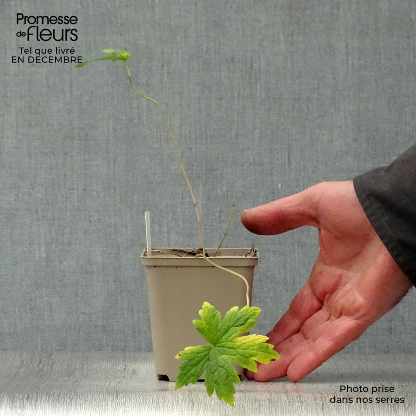 Geranium psilostemon - Armenian Cranesbill 8/9 cm pot sample as delivered in winter