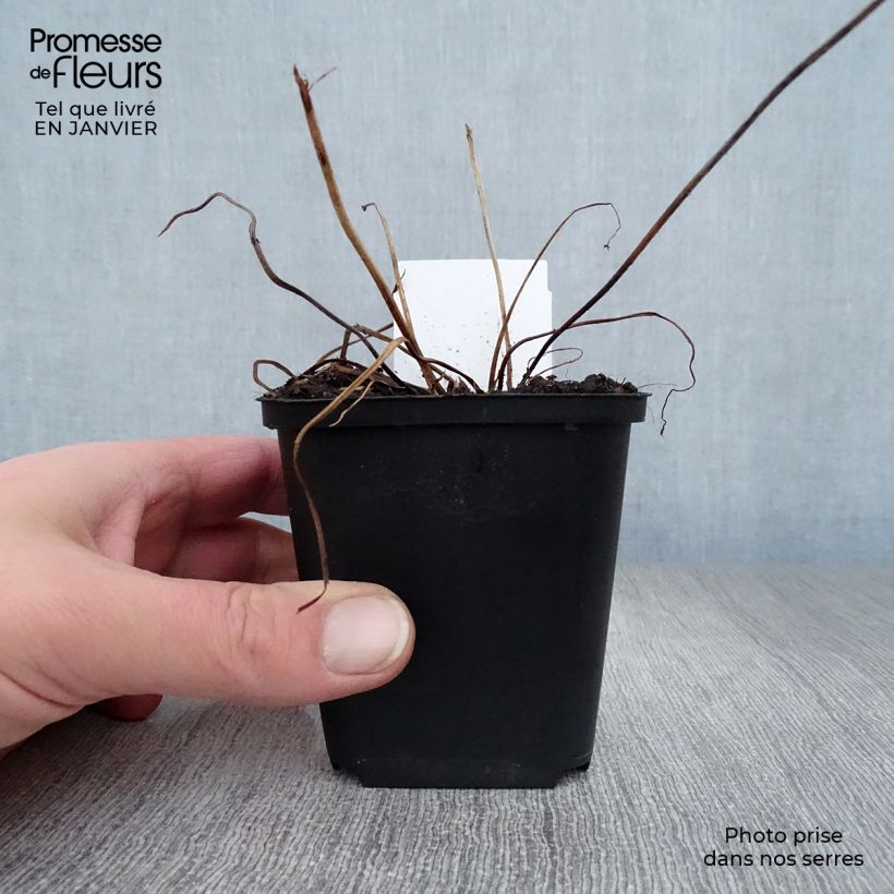 Geranium psilostemon JS Ma Tu Vu 8/9 cm pot sample as delivered in winter