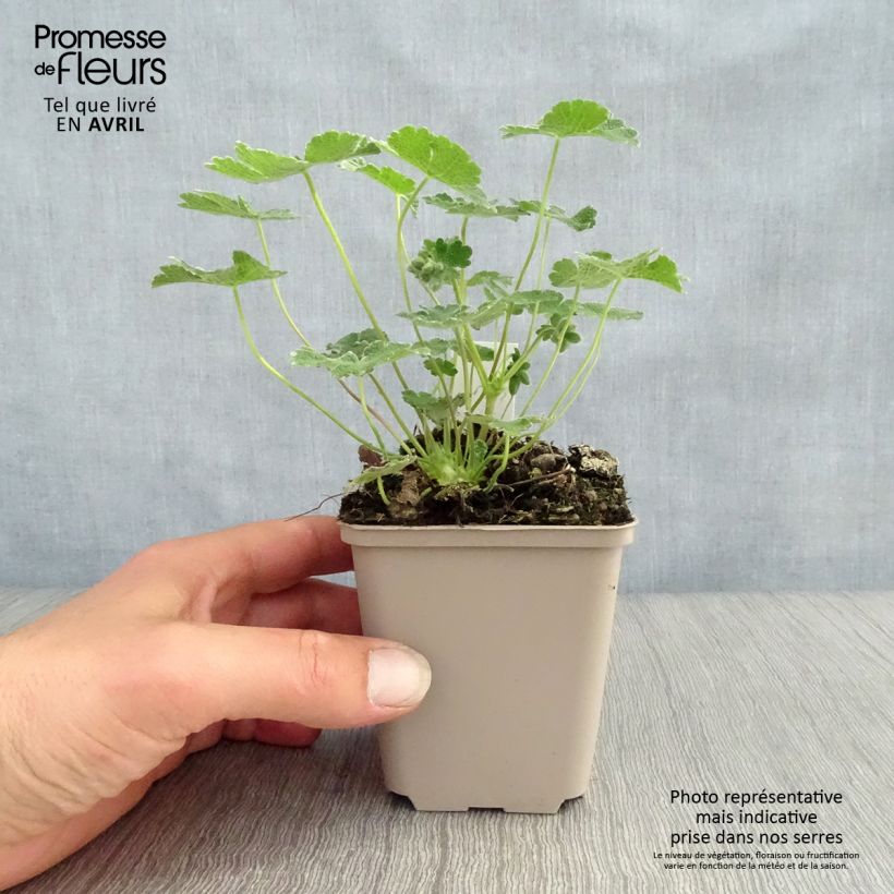Geranium renardii 8/9 cm pot sample as delivered in spring