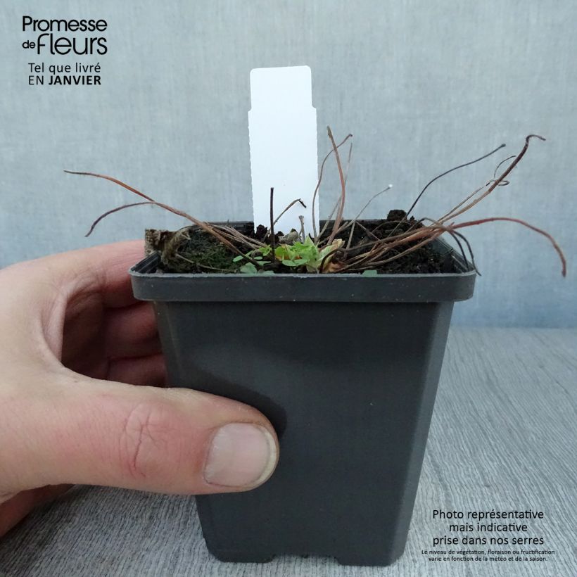 Geranium renardii Zetterlund 8/9 cm pot sample as delivered in winter