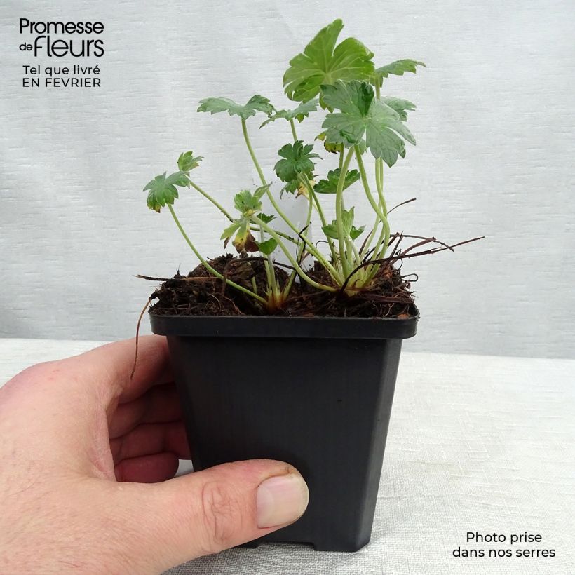Geranium riversleaianum Mavis Simpson 8/9 cm pot sample as delivered in winter