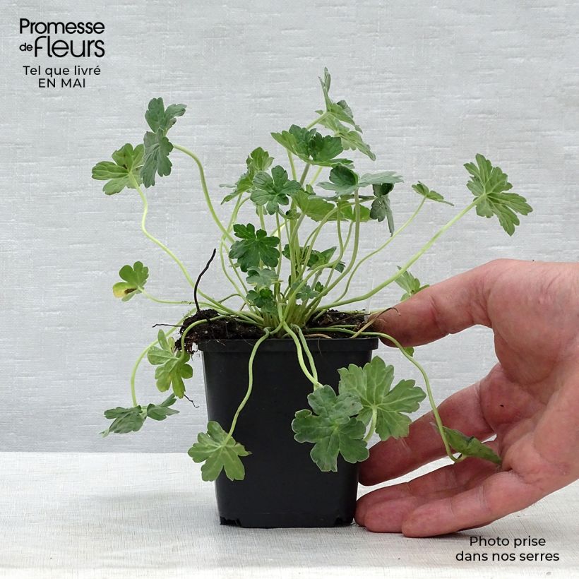 Geranium riversleaianum Mavis Simpson 8/9 cm pot sample as delivered in spring