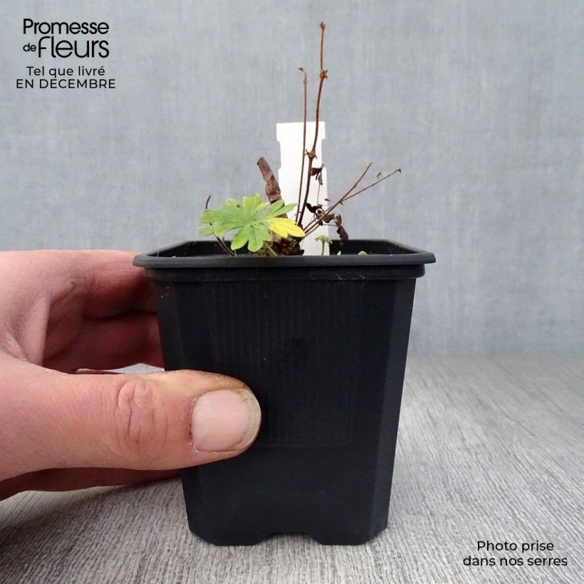 Geranium sanguineum Album 8/9 cm pot sample as delivered in winter