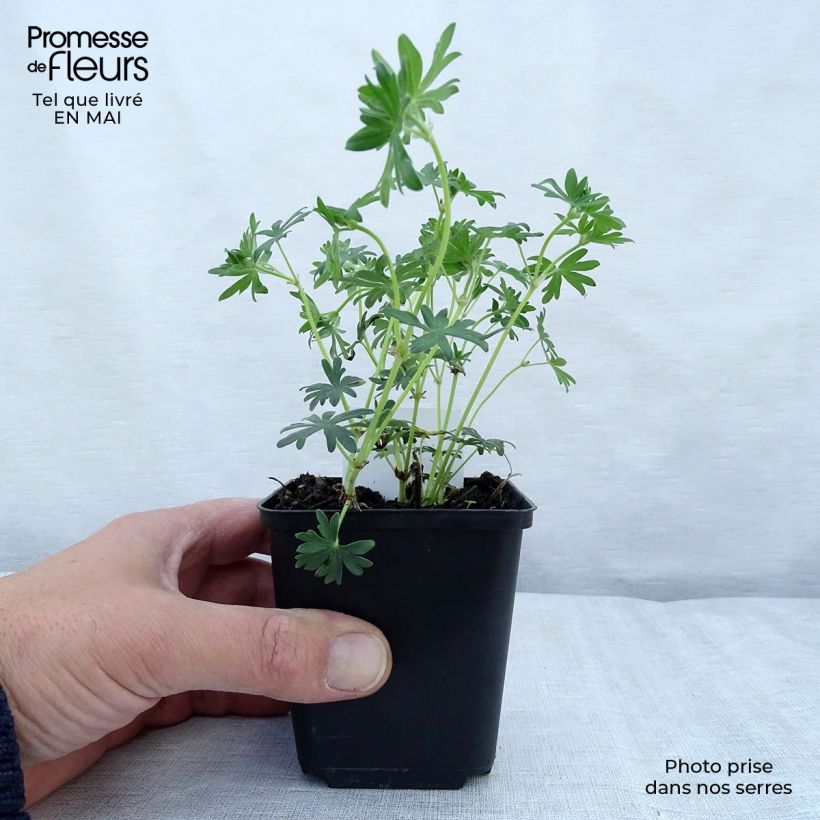 Geranium sanguineum Album 8/9 cm pot sample as delivered in spring