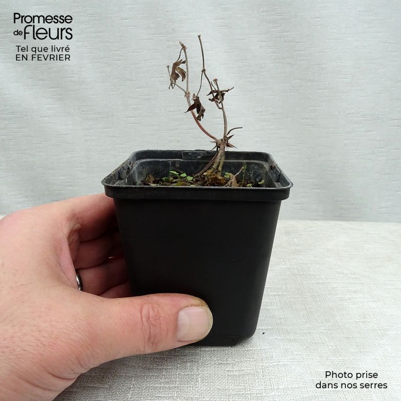 Geranium sanguineum Aviemore 8/9 cm pot sample as delivered in winter