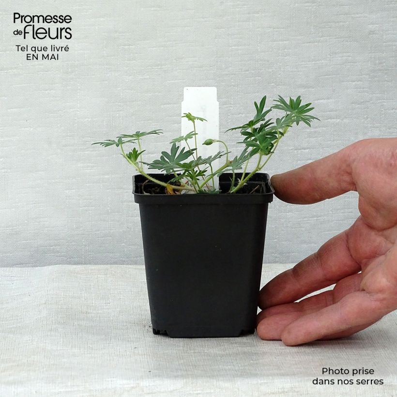 Geranium sanguineum Aviemore 8/9 cm pot sample as delivered in spring