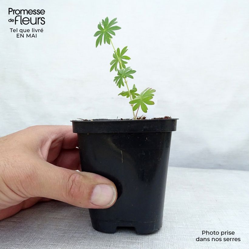 Geranium sanguineum Compactum 8/9 cm pot sample as delivered in spring