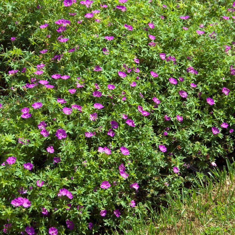 Geranium sanguineum Compactum (Plant habit)