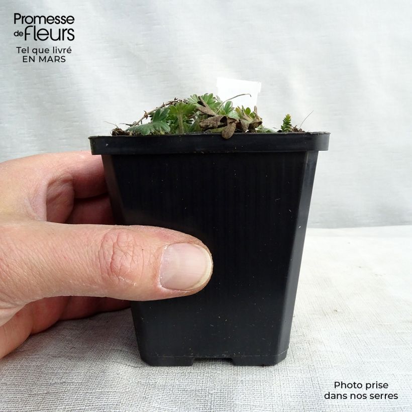 Geranium sanguineum Elke 8/9 cm pot sample as delivered in winter