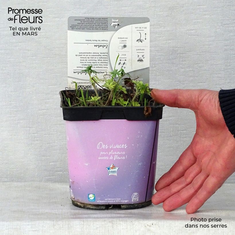 Geranium sanguineum Elke 2L/3L pot sample as delivered in spring