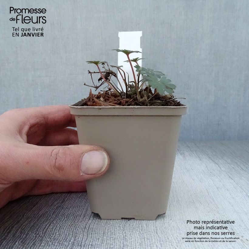 Geranium sanguineum Elsbeth 8/9 cm pot sample as delivered in winter