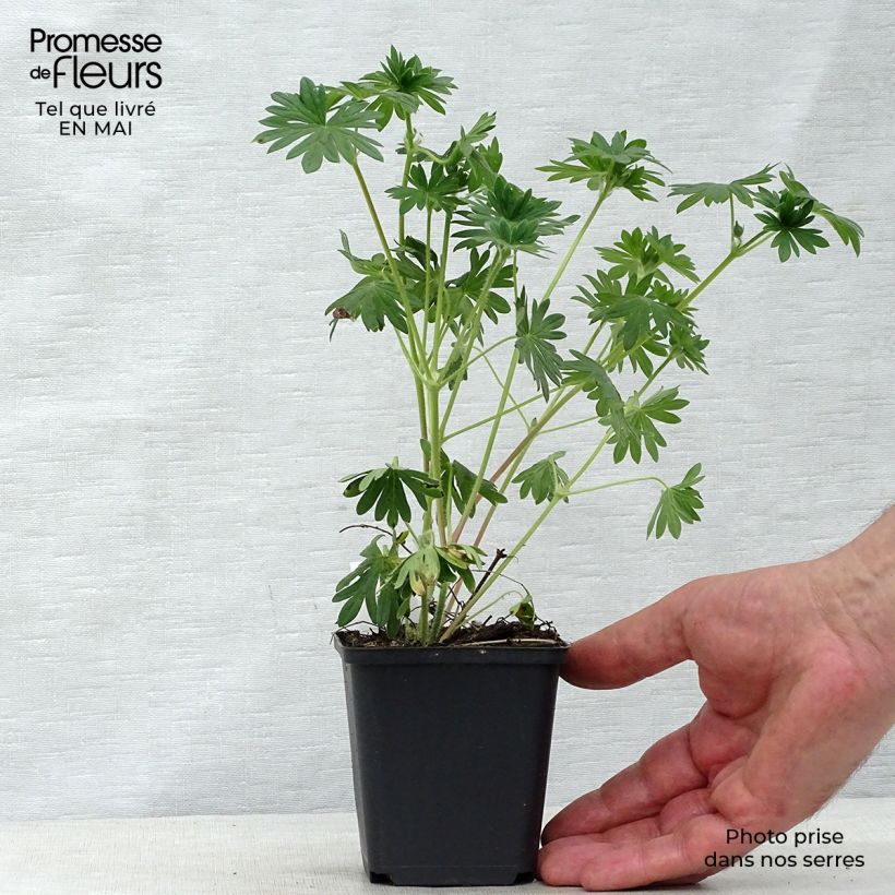 Geranium sanguineum Hannelore 8/9 cm pot sample as delivered in spring