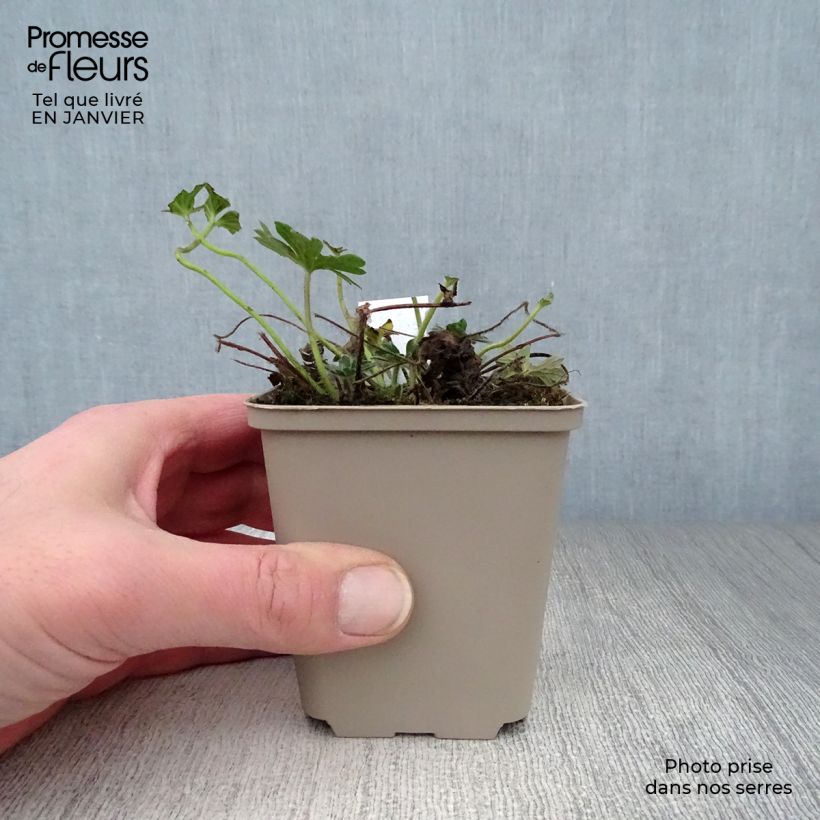 Geranium sanguineum Hannelore 8/9 cm pot sample as delivered in winter