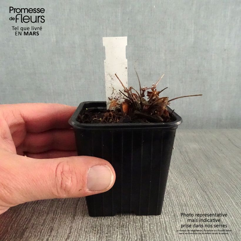 Geranium sanguineum Max Frei 8/9 cm pot sample as delivered in winter