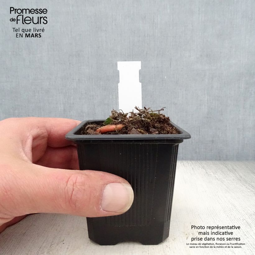 Geranium sanguineum Max Frei 8/9 cm pot sample as delivered in spring