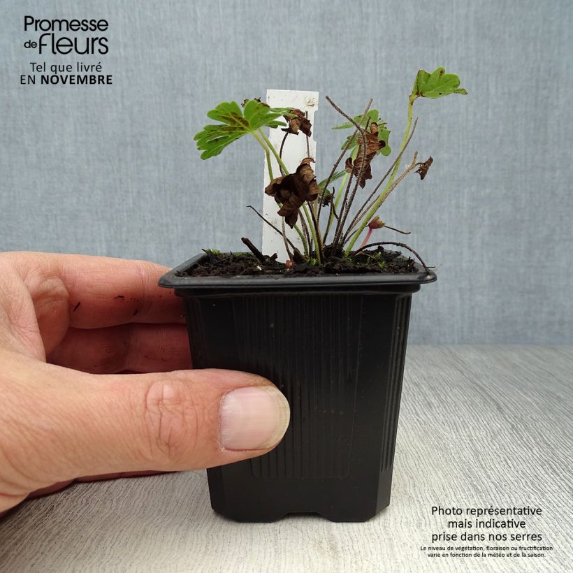 Geranium sanguineum Vision 8/9 cm pot sample as delivered in autumn