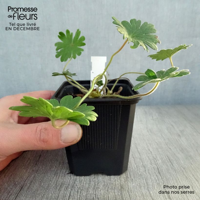 Geranium sanguineum Vision 8/9 cm pot sample as delivered in winter