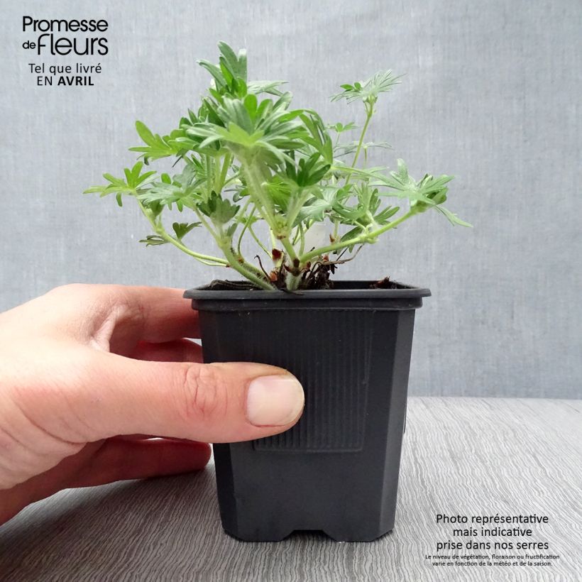 Geranium sanguineum Vision 8/9 cm pot sample as delivered in spring