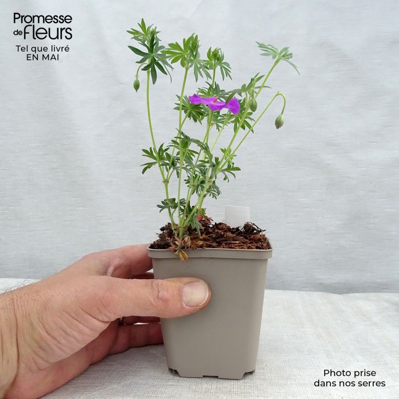 Geranium sanguineum - Bloody Crane's-bill 8/9 cm pot sample as delivered in spring
