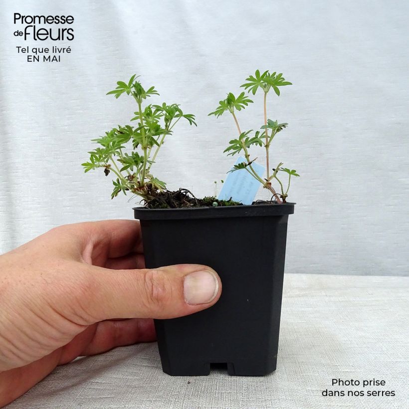 Geranium sanguineum var. striatum 7/8 cm pot sample as delivered in spring