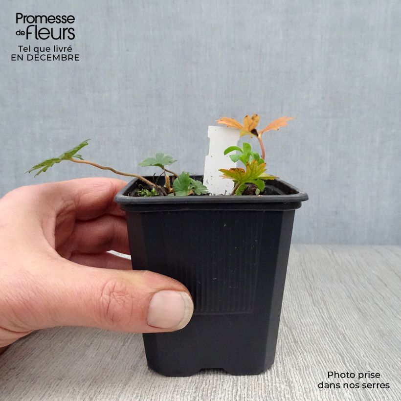 Geranium sanguineum var. striatum 7/8 cm pot sample as delivered in winter