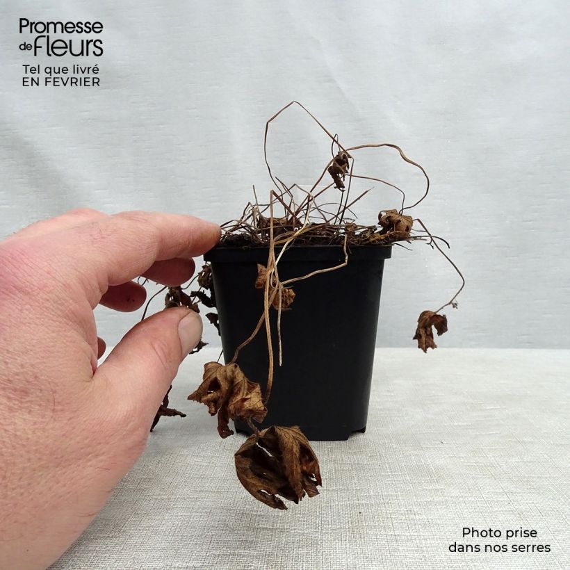 Geranium sylvaticum Album 8/9 cm pot sample as delivered in winter