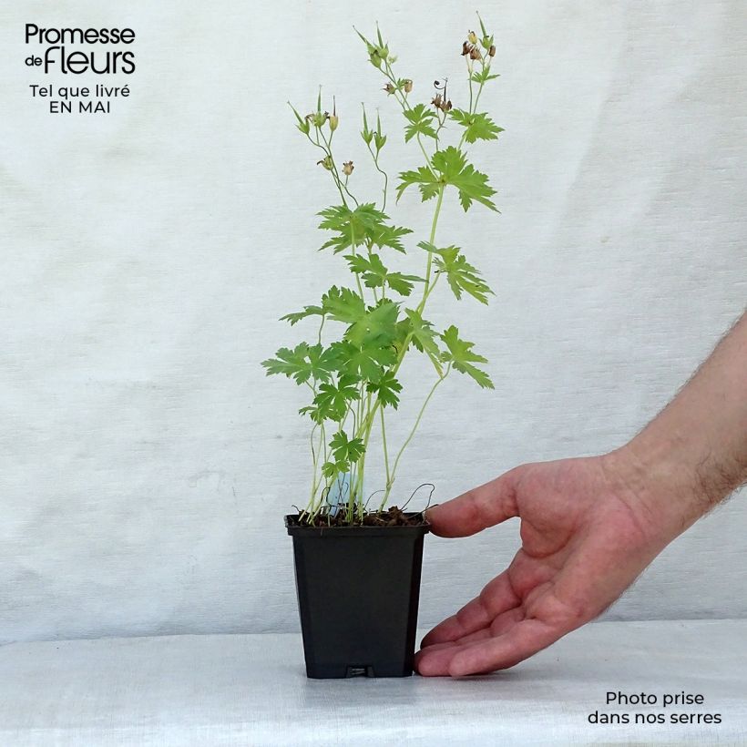 Geranium sylvaticum Album 8/9 cm pot sample as delivered in spring