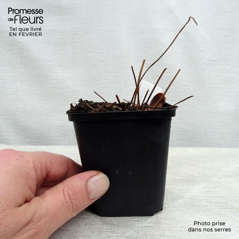 Geranium sylvaticum Birch Lilac 8/9 cm pot sample as delivered in winter