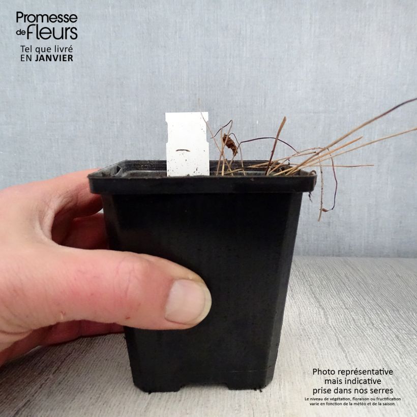 Geranium sylvaticum May Flower 8/9 cm pot sample as delivered in winter