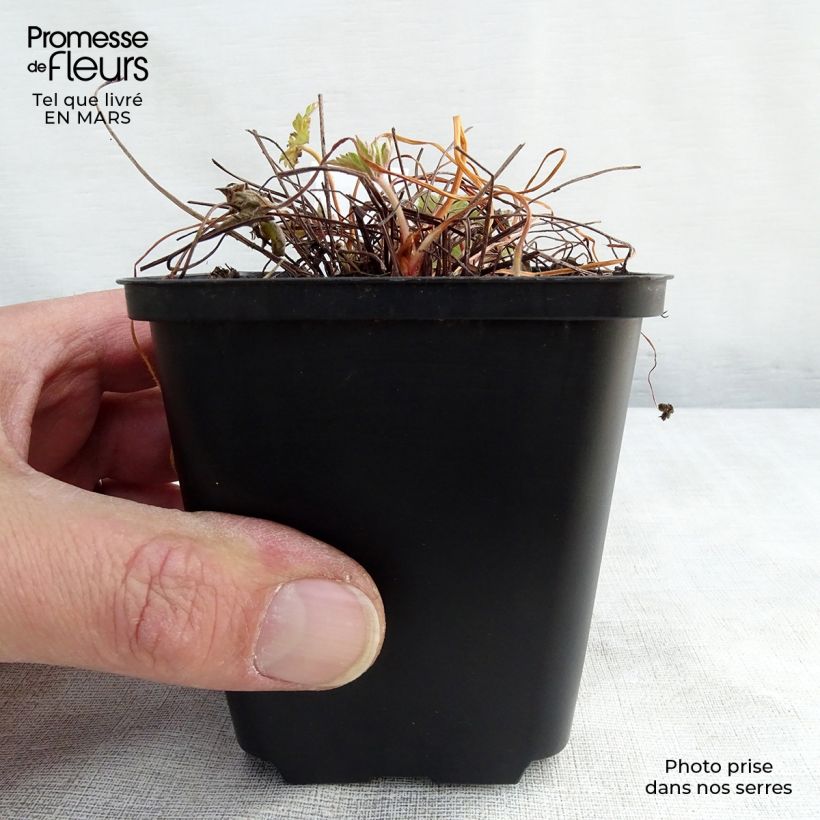 Geranium versicolor 8/9 cm pot sample as delivered in spring