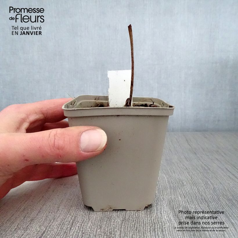 Geranium wallichianum Buxtons Variety 8/9 cm pot sample as delivered in winter