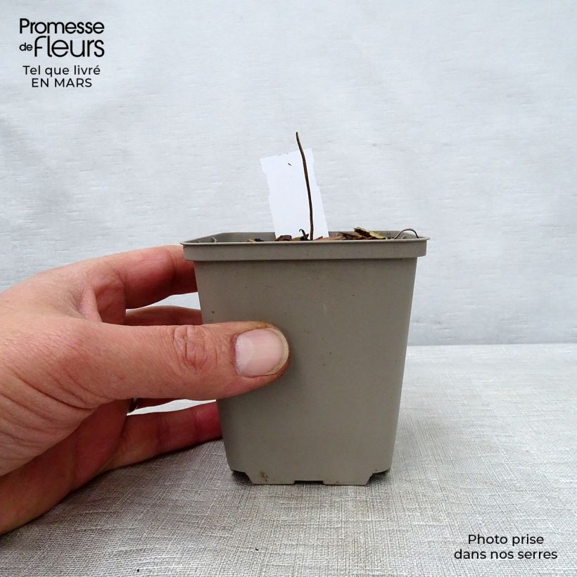 Geranium wallichianum Buxtons Variety 8/9 cm pot sample as delivered in spring