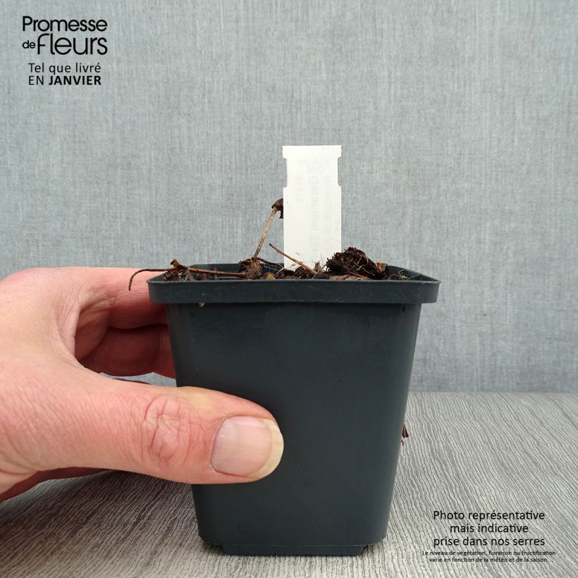 Geranium wallichianum Censation Daily Blue 8/9 cm pot sample as delivered in winter