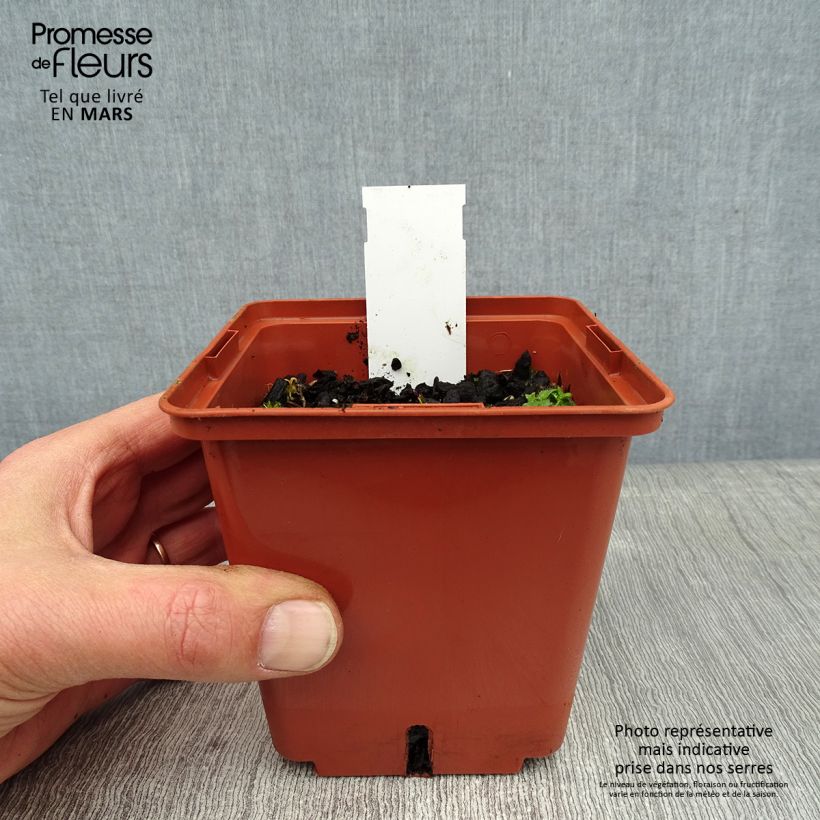 Geranium wallichianum Havana Blues 8/9 cm pot sample as delivered in winter