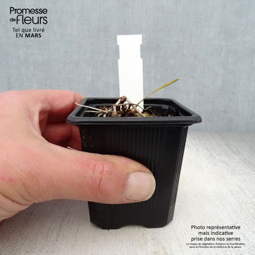 Geranium wallichianum Magical All Summer Delight 8/9 cm pot sample as delivered in spring