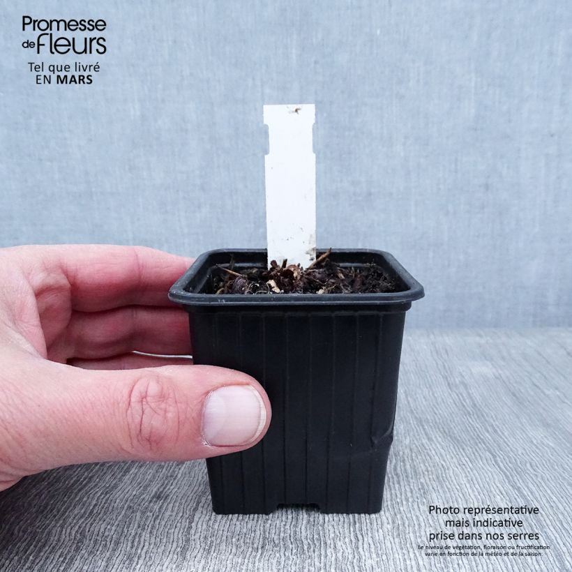 Geranium wallichianum Magical All Summer Delight 8/9 cm pot sample as delivered in winter