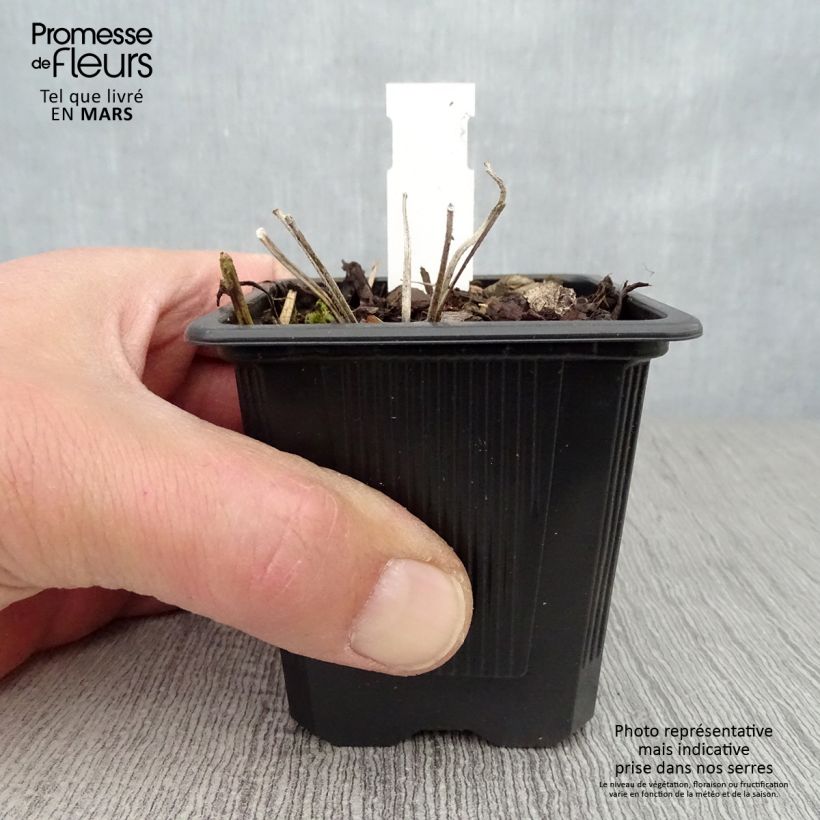 Geranium wallichianum Magical All Summer Joy 8/9 cm pot sample as delivered in spring